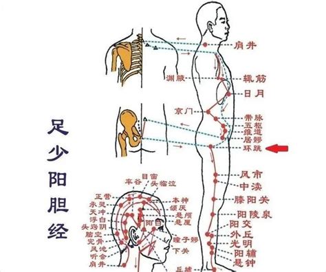 還跳穴|環跳穴(髖骨、髀厭、髀樞、樞中、樞合中)